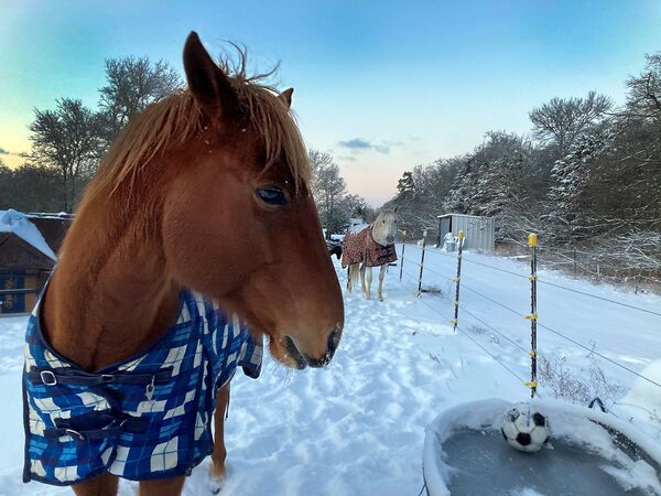 水桶の中の氷が割れるのを待つ馬たち（米テキサス州・オースティン、2021年2月） - Sputnik 日本