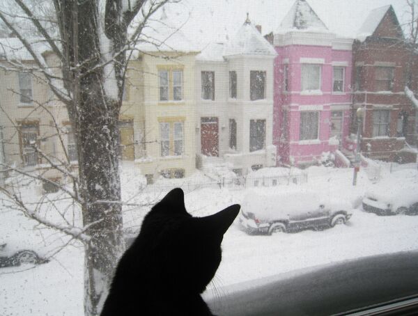 窓から雪景色を眺める猫（米ワシントン州、2010年2月） - Sputnik 日本