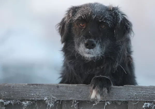 マイナス39度の寒さの中庭に佇む犬(ロシア・オムスク州) マイナス39度の寒さの中庭に佇む犬(ロシア・オムスク州) - Sputnik 日本