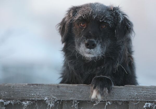 マイナス39度の寒さの中庭に佇む犬（ロシア・オムスク州） - Sputnik 日本