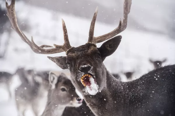 雪の積もる畑でトウモロコシを食べるシカ(コソボ、2017年1月) 雪の積もる畑でトウモロコシを食べるシカ(コソボ、2017年1月) - Sputnik 日本