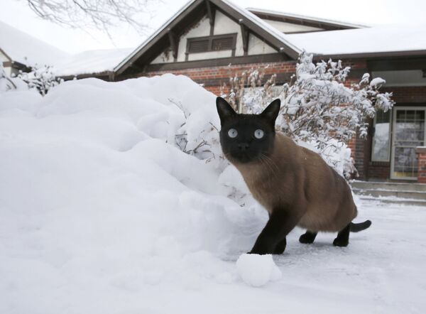 大雪の翌朝、家の前を散歩する猫（米コロラド州・デンバー、2015年2月） - Sputnik 日本