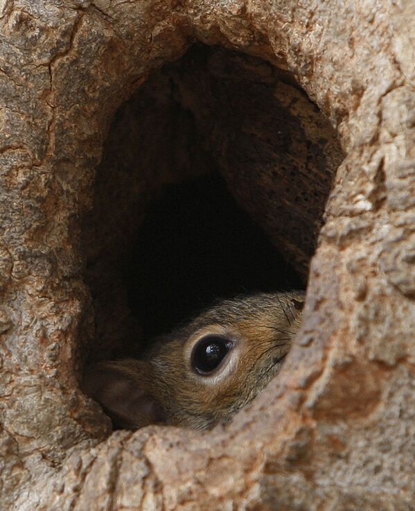 ラファイエット公園の木の幹の巣穴から顔を出すリス（米ワシントン州、2009年3月） - Sputnik 日本