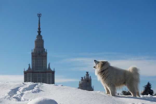 モスクワ大学を背景に吠える犬（ロシア・モスクワ、2021年2月） - Sputnik 日本