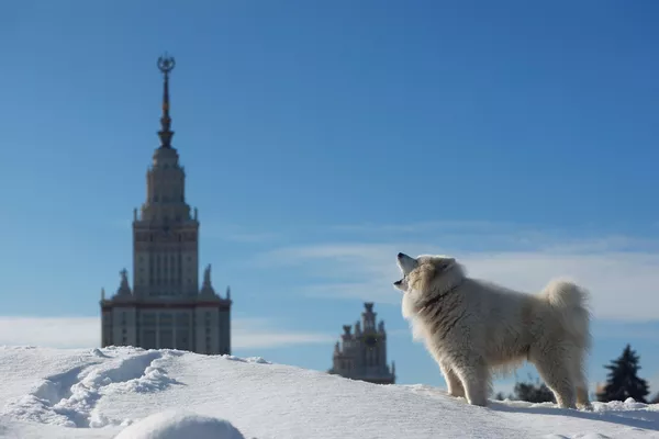 モスクワ大学を背景に吠える犬(ロシア・モスクワ、2021年2月) モスクワ大学を背景に吠える犬(ロシア・モスクワ、2021年2月) - Sputnik 日本