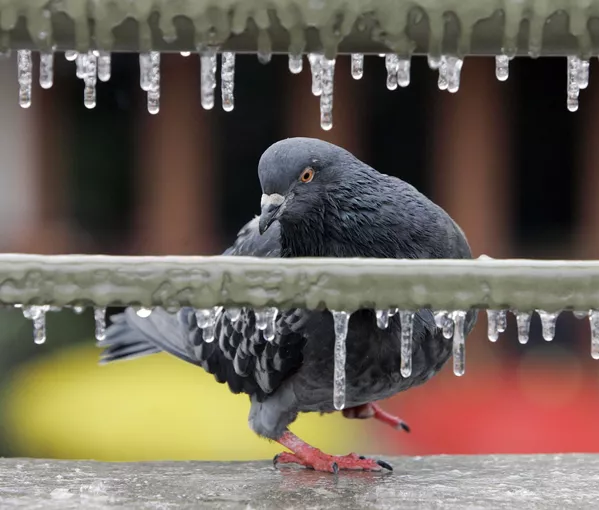 氷の上を滑るハト(米テキサス州・サンアントニオ、2007年1月) 氷の上を滑るハト(米テキサス州・サンアントニオ、2007年1月) - Sputnik 日本