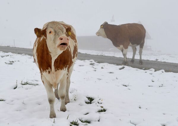 新雪の中、牧草地で目を覚ます牛たち（ドイツ・ザルツブルク、2008年9月） - Sputnik 日本