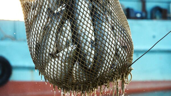 福島県沖の魚から基準値を超える放射性物質検出 - Sputnik 日本