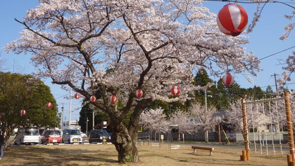 福島県南相馬市で咲いた桜（2013年撮影） - Sputnik 日本