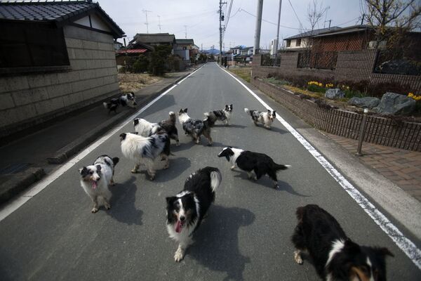 警戒区域に指定された福島県小高区小高で、道をさまよう捨て犬たち（2011年4月7日撮影） - Sputnik 日本