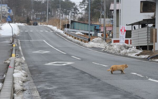 福島県相馬郡飯舘村の道路を横切る猫（2012年3月9日撮影） - Sputnik 日本