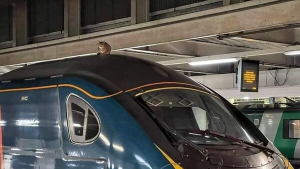猫が高速列車の屋根にのぼり、出発が2時間30分遅れる　英ロンドン - Sputnik 日本