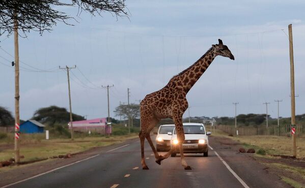 ケニアのキマナ保護区内の道路を横断するキリン - Sputnik 日本