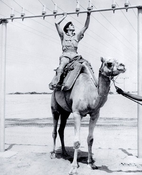 イエメン・アデンで、ラクダに乗って電話線をチェックする兵士（1962年9月21日） - Sputnik 日本