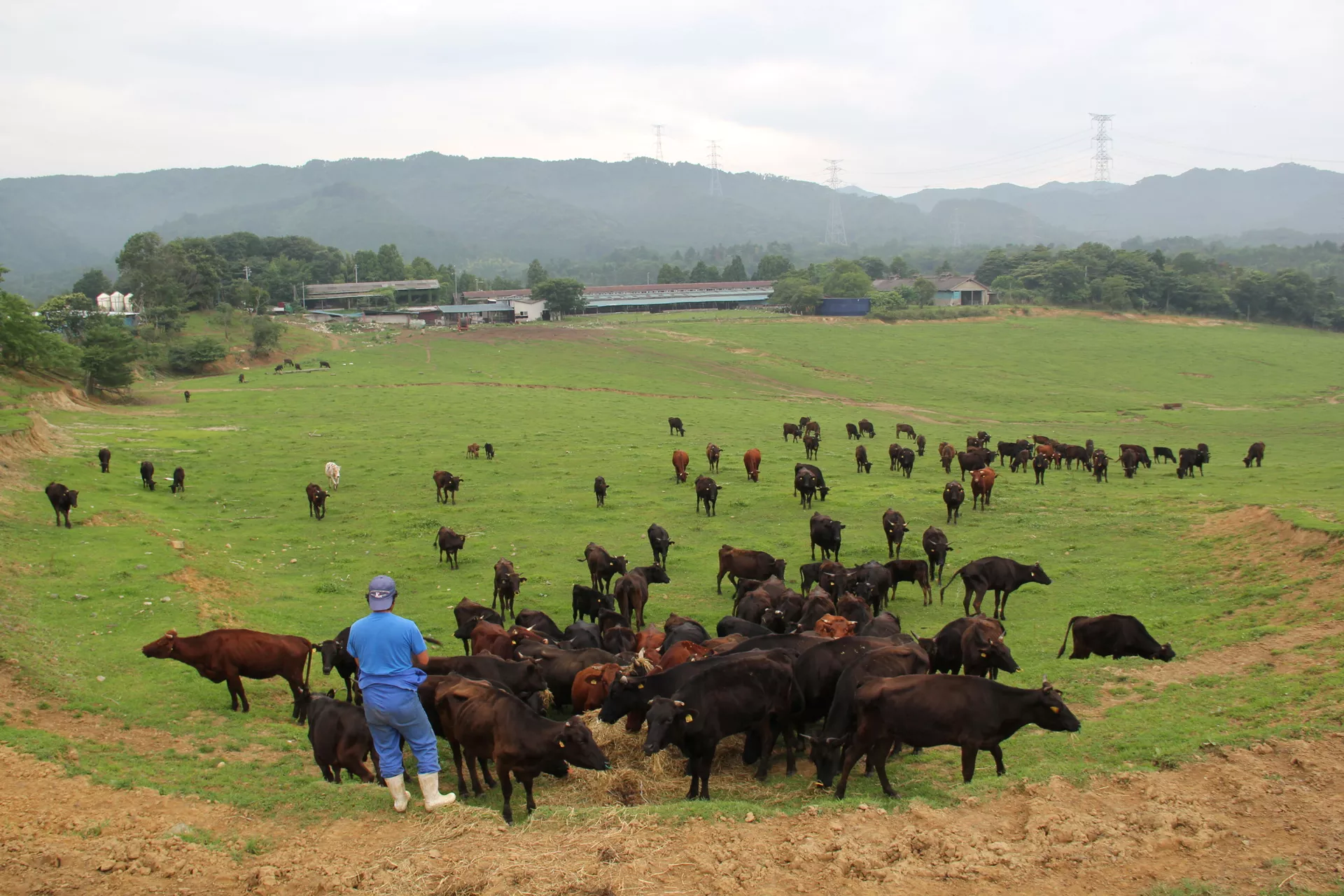 原発に負けない「希望の牧場」 福島県浪江町の畜産農家、吉沢正巳さんインタビュー 震災と原発事故、汚染地域での生活、反原発活動について聞く 原発に負けない「希望の牧場」 福島県浪江町の畜産農家、吉沢正巳さんインタビュー 震災と原発事故、汚染地域での生活、反原発活動について聞く - Sputnik 日本, 1920, 11.03.2021