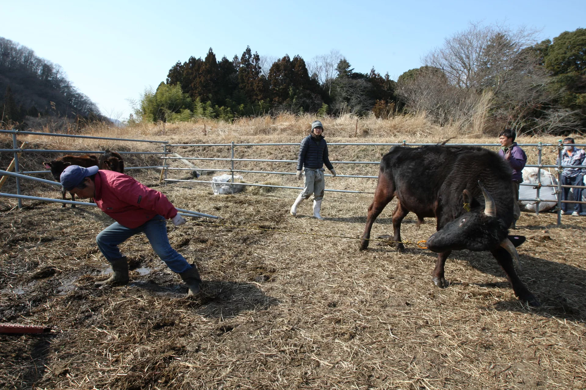 原発に負けない「希望の牧場」 福島県浪江町の畜産農家、吉沢正巳さんインタビュー 震災と原発事故、汚染地域での生活、反原発活動について聞く 原発に負けない「希望の牧場」 福島県浪江町の畜産農家、吉沢正巳さんインタビュー 震災と原発事故、汚染地域での生活、反原発活動について聞く - Sputnik 日本, 1920, 11.03.2021