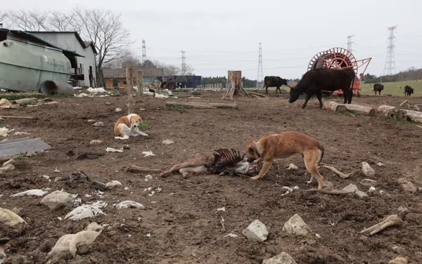 死んだ子牛の肉をむさぼる野良化した犬 死んだ子牛の肉をむさぼる野良化した犬 - Sputnik 日本