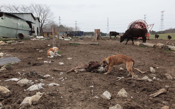 死んだ子牛の肉をむさぼる野良化した犬 - Sputnik 日本