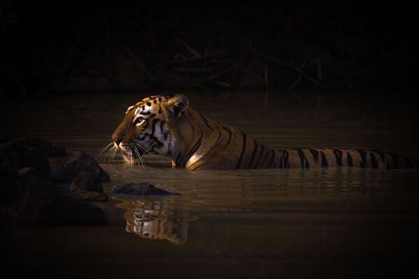 「アニマルポートレイト」部門1位受賞作品『Bengal tiger with catchlight in water hole』　Nick Dale氏（英国 - Sputnik 日本