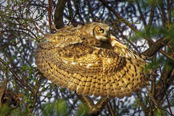 「鳥の行動様式」部門1位受賞作品『Great horned owl』　Dale Paul氏（カナダ） - Sputnik 日本
