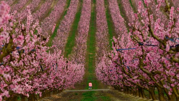 スペイン・カタルーニャ州アイトナの桃の果樹園を歩く子ども - Sputnik 日本