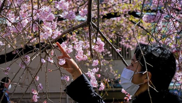 東京都内の公園で早咲きの桜を眺める女性 - Sputnik 日本