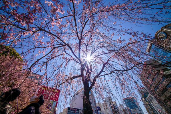 東京都内の公園で早咲きの桜を眺める人々 - Sputnik 日本