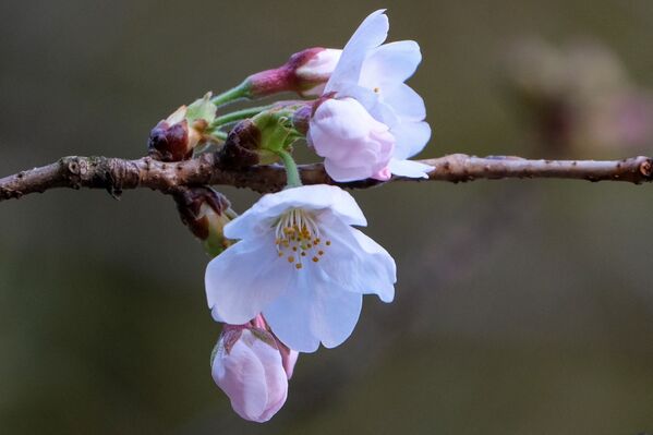 東京都の靖国神社で開花した桜 - Sputnik 日本