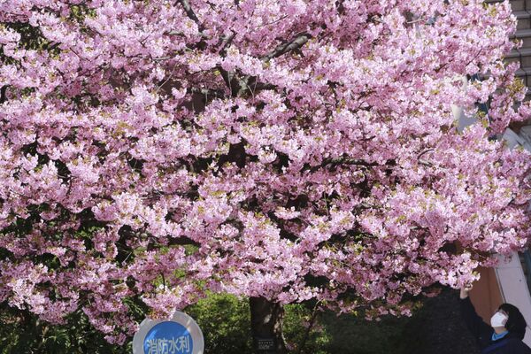東京都内で桜を眺める女性 - Sputnik 日本