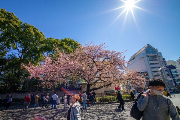 東京都内の公園で早咲きの桜を眺める人々 - Sputnik 日本