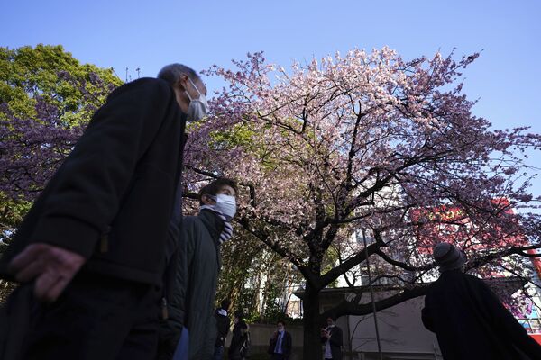 東京都の上野公園に開花した桜を眺める人々 - Sputnik 日本