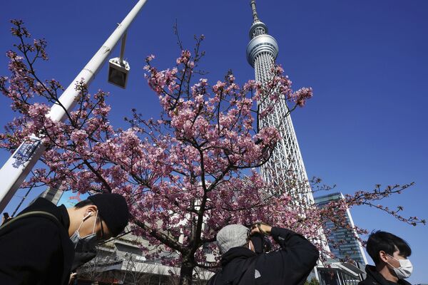 東京都のスカイツリー周辺に開花した桜を撮影する男性 - Sputnik 日本