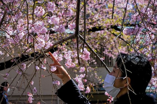 東京都内の公園で早咲きの桜を眺める女性 - Sputnik 日本