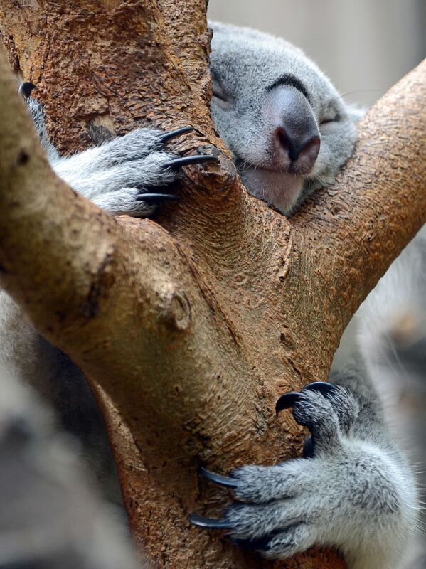 ドイツのデュイスブルク動物園で、気にぶら下がて眠るコアラ - Sputnik 日本