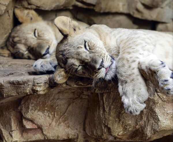 米ネブラスカ州オマハのヘンリードーリー動物園で眠るライオンの子どもたち - Sputnik 日本