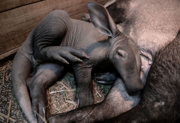 ロシアのエカテリンブルグ動物園で生まれたツチブタの赤ちゃん - Sputnik 日本