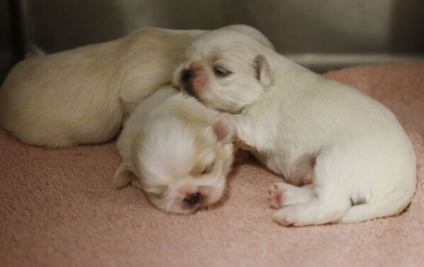 米オクラホマ州ノーマンのアニマルシェルターで眠る3匹の子犬たち - Sputnik 日本