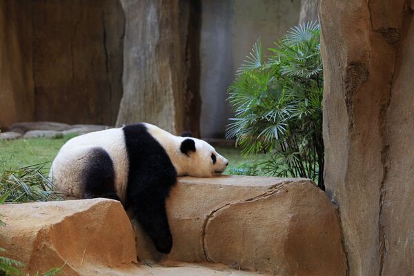 マレーシア国立動物園で眠るジャイアントパンダ - Sputnik 日本
