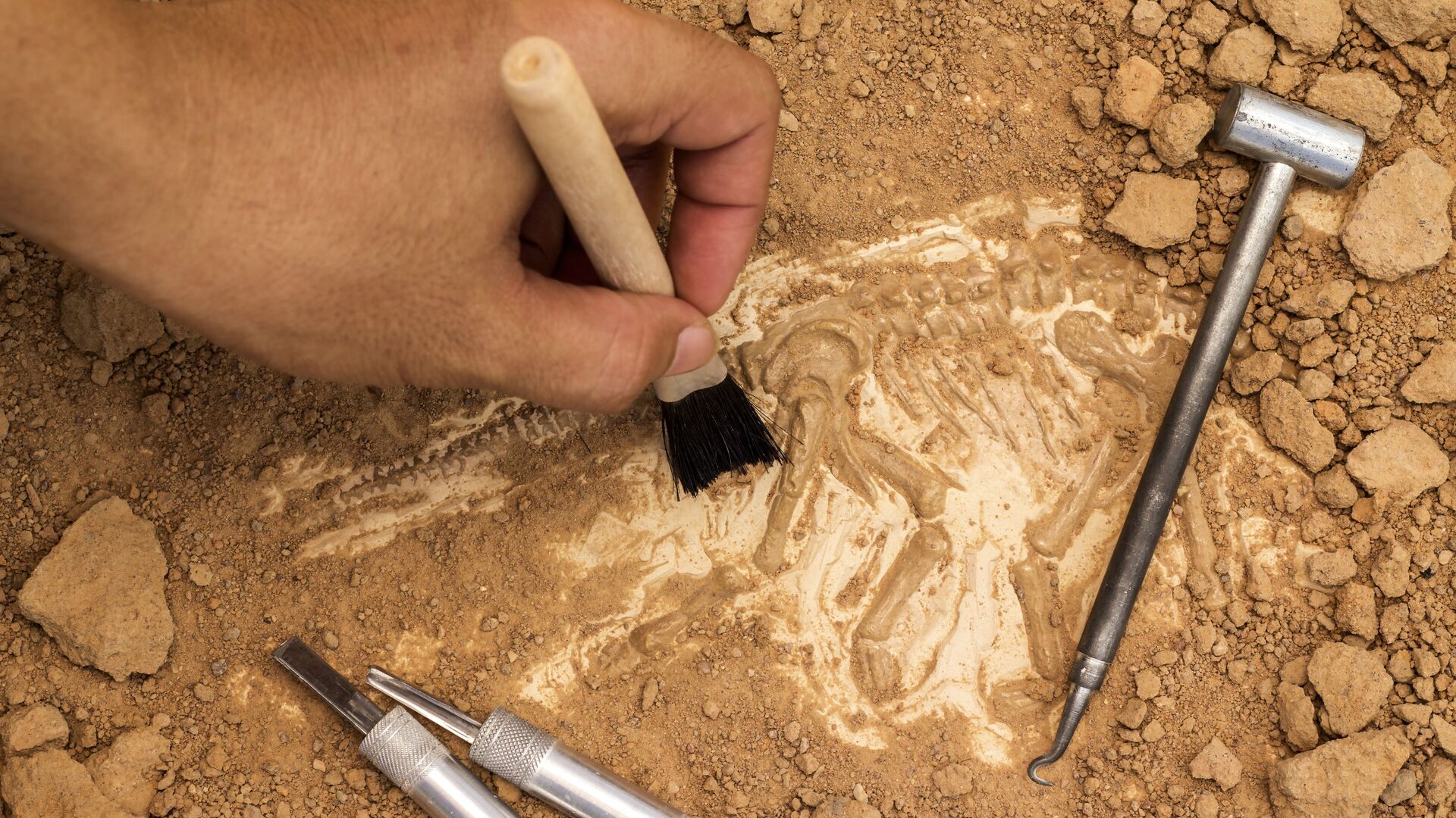 トゲを持つ恐竜の化石　モロッコで発見 - Sputnik 日本, 1920, 24.09.2021