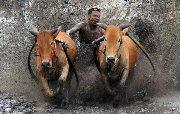 インドネシア・西スマトラ州タナ・ダタール県で行われている伝統の牛レース「パチュ・ジャウィ」で、牛に拍車をかける騎手 - Sputnik 日本