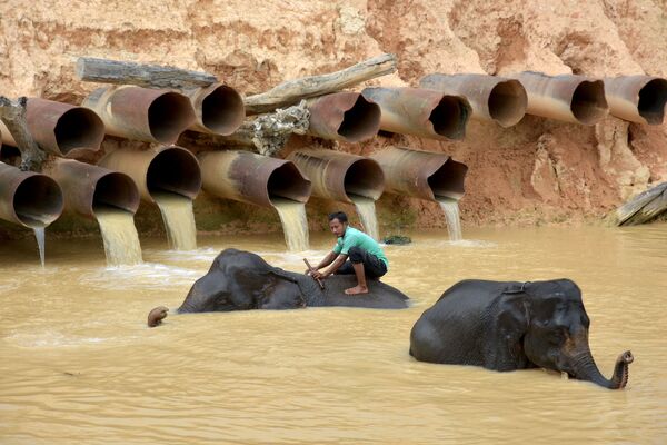 インドネシア・リアウ州で、ゾウを水浴びさせる牧童 - Sputnik 日本