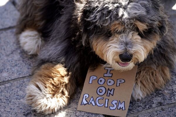 米イリノイ州シカゴのローガン・スクエアで行われた抗議運動「Stop Asian Hate」でプラカードを持つ犬 - Sputnik 日本