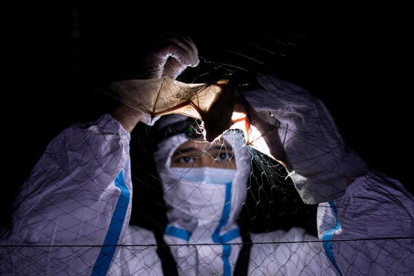 フィリピン・ラグナ州にあるフィリピン大学ロスバノス校で、コウモリのねぐらの前に設置されたネットにかかったコウモリを捕らえる生態学者のカーク・タレイ氏 - Sputnik 日本