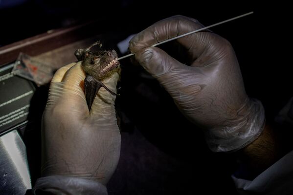 フィリピン・ラグナ州にあるフィリピン大学ロスバノス校で、捕獲したコウモリの口腔内粘膜を採取する生態学者のフィリップ・アルヴィオラ氏 - Sputnik 日本