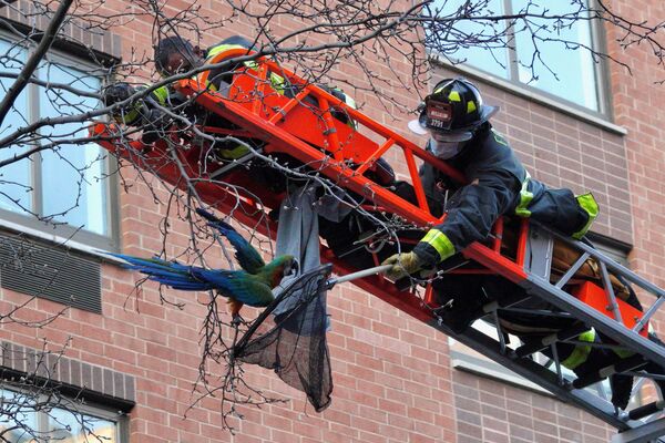 米ニューヨーク市マンハッタンで、カタリナガコンゴウインコを木から救出する消防士 - Sputnik 日本