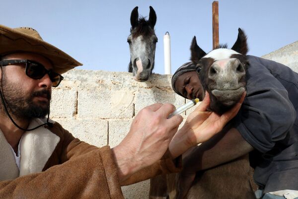 リビア・ベンガジにある厩舎でアラブ種の馬の世話するブリーダー兼調教師 - Sputnik 日本