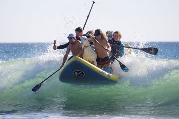 米カリフォルニアのサン・クレメンテでヤギと一緒にサーフィンをする人々 - Sputnik 日本