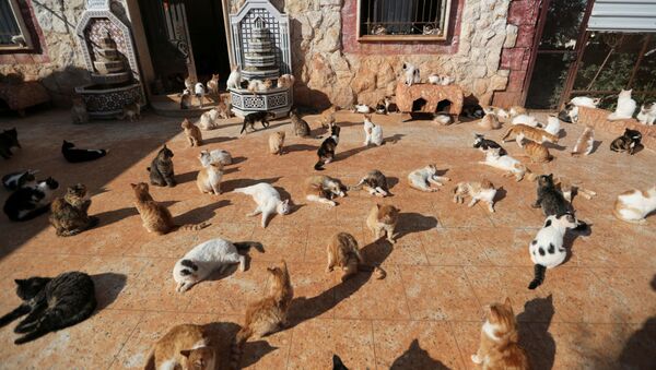 シリア・イドリブ県にある保護施設で暮らす猫たち - Sputnik 日本