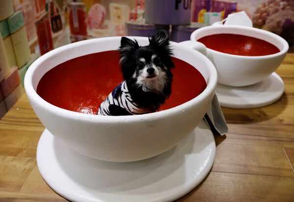東京都江東区のビッグサイトで開催された「インターペット」で、コーヒーカップの中に座る犬 - Sputnik 日本
