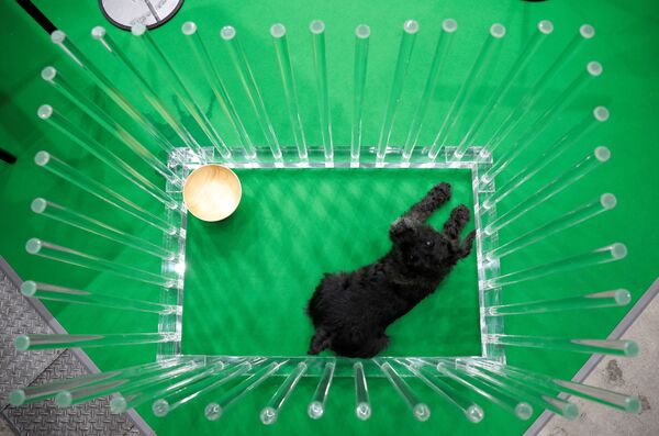 東京都江東区のビッグサイトで開催された「インターペット」で、ケージの中に座る犬 - Sputnik 日本